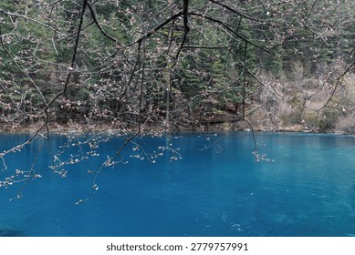 Spring Buds on Tree Branches Overlooking Deep Blue Mountain Lake