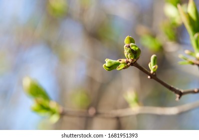spring buds on trees, blooming and young leaves, bright spring landscape, beautiful background - Shutterstock ID 1681951393