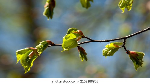 spring buds on trees. Leaves appear on trees in spring. They burst from the buds, in which they have been inactive all winter. Sunlight causes the leaves to bloom. - Shutterstock ID 2152189905