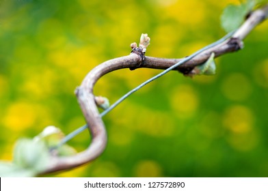 Spring Buds Sprouting On A Grape Vine In The Vineyard