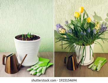 Spring Bulbs Flowers Stages Of Blooming And Growing In Pot. Yellow Tulips, Hyacinths, Blue Muscari With Watering Can. Before And After Collage. Home Hobby