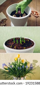 Spring Bulbs Flowers Three Stages Of Planting, Blooming And Growing In Pot. Yellow Tulips, Hyacinths, Blue Muscari With Watering Can. Before And After Collage. Home Hobby