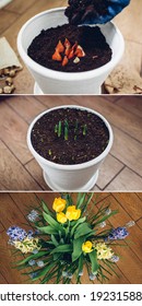 Spring Bulbs Flowers Three Stages Of Planting, Blooming And Growing In Pot. Yellow Tulips, Hyacinths, Blue Muscari With Watering Can. Before And After Collage. Home Hobby