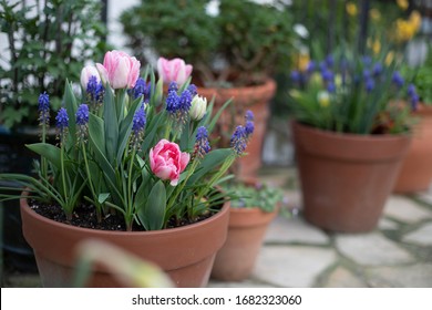 Spring Bulbs Lasagna Plants In Terracotta Pots Tulip China Town Variety