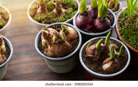 Spring bulbs ready to plant. Word meaning daffodil is written on the pot.