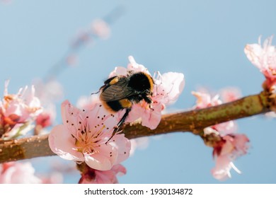 Spring Bumble Bee On Cherry Blossom Blue Background Sky Pink Flowers Blooming 