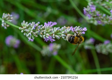 A Spring Bumblebee Collects Pollen On A Lavender Flower