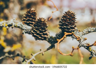 spring, a bumps on a branch. High quality photo