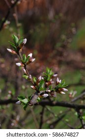 Spring burgeons on the tree branches