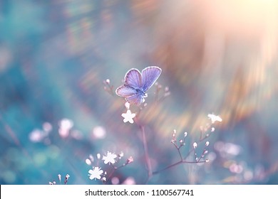 spring butterfly on a flower background, vintage toning background, summer, butterfly nature beautiful