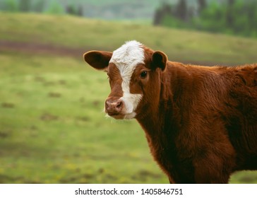 A Spring Calf In Northern Alberta