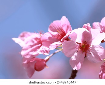 Spring came here quicker than usual.