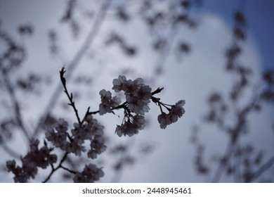 Spring came here quicker than usual.