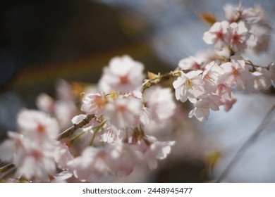 Spring came here quicker than usual.