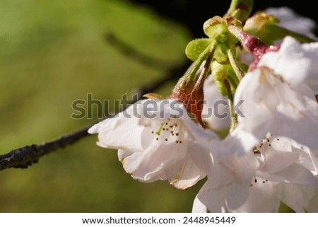 Spring came here quicker than usual.