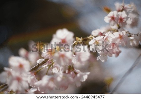 Spring came here quicker than usual.