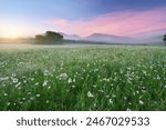 Spring camomile meadow in mountain. Nature landscape scene.