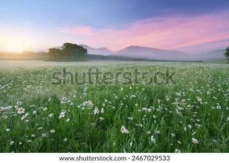 Similar – Image, Stock Photo flower meadow flowers