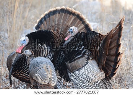 Spring capture of two wild turkey gobblers displaying for a hen in a woodland clearing. 