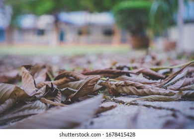Spring causes the leaves to fall fully on the ground.