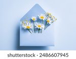 Spring chamomile flowers in blue envelope on pastel blue background, copy space. Minimal spring flatlay. Thank you, Happy Birthday, Mother