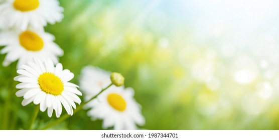 Spring chamomile flowers field. Sunny summer field with daisy blossom and bright bokeh and copy space - Shutterstock ID 1987344701