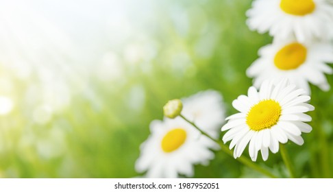 Spring chamomile flowers field. Sunny summer field with daisy blossom and bright bokeh and copy space - Shutterstock ID 1987952051