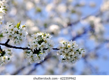 Spring - Cherry blossom