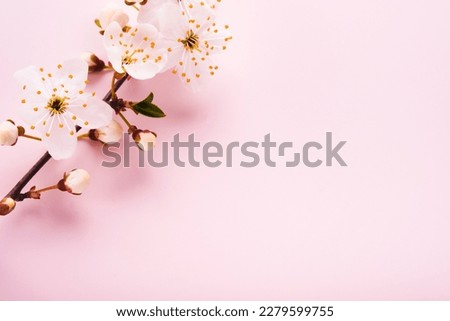 Spring Cherry Blossom. Abstract background of macro cherry blossom tree branch on pink background. Happy Passover background. Spring womens day concept. Easter, Birthday, womens or mothers holiday.