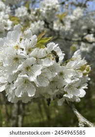 Spring cherry Blossom with Bee 