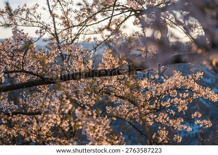 Spring cherry blossom branches in soft golden sunset light with bokeh background
