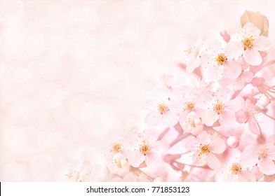 Spring cherry blossom frame, toned, springtime blossoming flower background, pastel and soft floral card