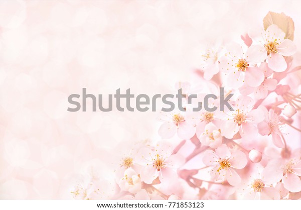 花の背景に春の桜の枠 調色 春の花 パステル 柔らかい花柄のカード の写真素材 今すぐ編集