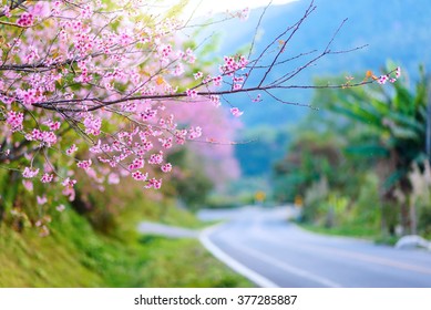 Spring Cherry Blossom Path Through A Beautiful Road , Chiang Mai , Thailand