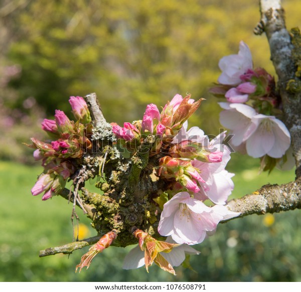 Spring Cherry Blossom Prunus Mikurumagaeshi Country Stock Photo