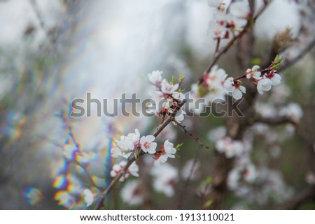 Similar – Cherry blossom | pink ornamental flower