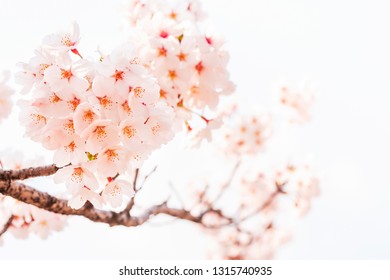 Spring cherry blossom with soft background. - Shutterstock ID 1315740935