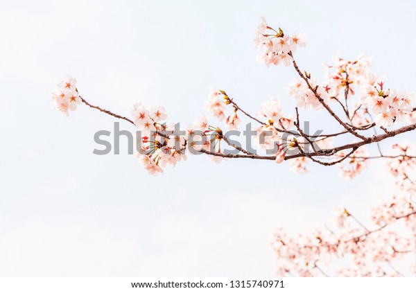 Spring Cherry Blossom Soft Background Stock Photo Edit Now