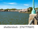 Spring cherry blossom trees lining Tidal Basin with people Washington DC blue sky