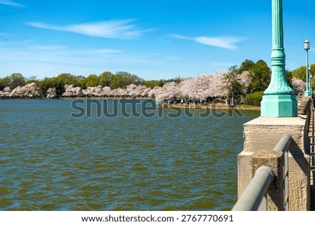 Spring cherry blossom trees lining Tidal Basin with people Washington DC blue sky