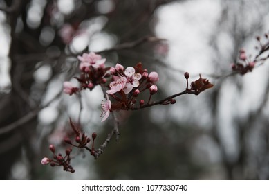 spring cherry blossoms - Shutterstock ID 1077330740