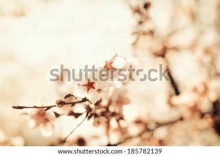 Similar – Japanese Spring Blossom