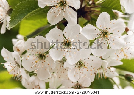 Spring Cherry Blossoms. Delicate white cherry blossoms in full bloom on spring branch. Concept of renewal, beauty and fleeting moments of nature. Natural sakura background