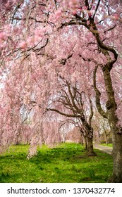 Spring Cherry Blossoms At Fairmount Park In Philadelphia, PA.