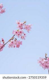 In spring, the cherry blossoms are in full bloom
