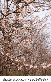 Spring cherry blossoms in full bloom at Hankou riverbank with delicate pink and white flowers covering bare branches against overcast sky.