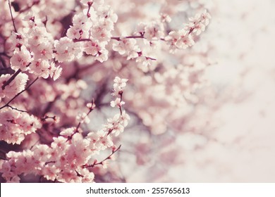 Spring Cherry Blossoms, Pink Flowers.