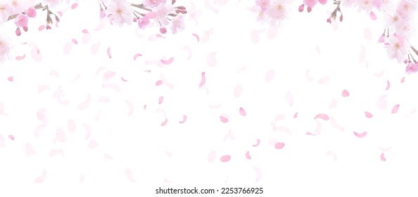 Spring cherry blossoms, pink petals dancing in the wind, white background background material