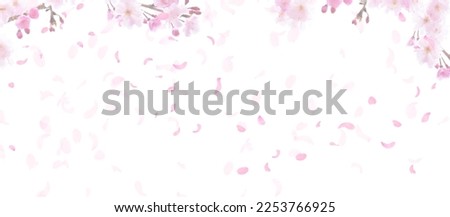 Spring cherry blossoms, pink petals dancing in the wind, white background background material