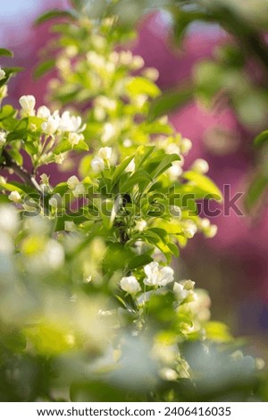 Spring Cherry Blossoms Pink WhiteFlowers Fresh Floral 